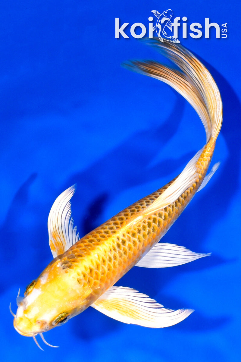 8.5" KUJAKU BUTTERFLY