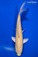 7.5" YAMABUKI OGON