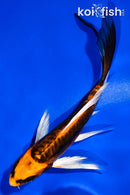 5" BENI KIKOKURYU BUTTERFLY