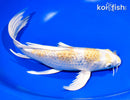 9.75" GINRIN HARIWAKE BUTTERFLY