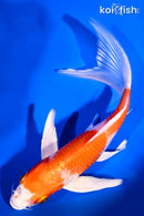 7.75" HARIWAKE BUTTERFLY