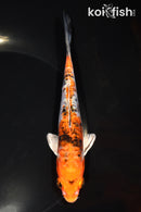 6.25" HEISEI NISHIKI