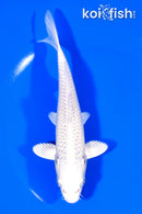 6.5" PLATINUM OGON