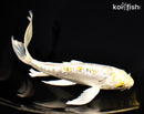 6.75" DOITSU KUJAKU BUTTERFLY