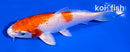 5" HARIWAKE
