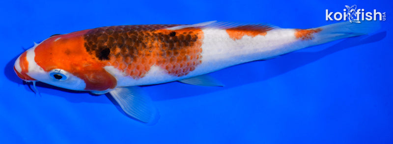 7.5" GOROMO