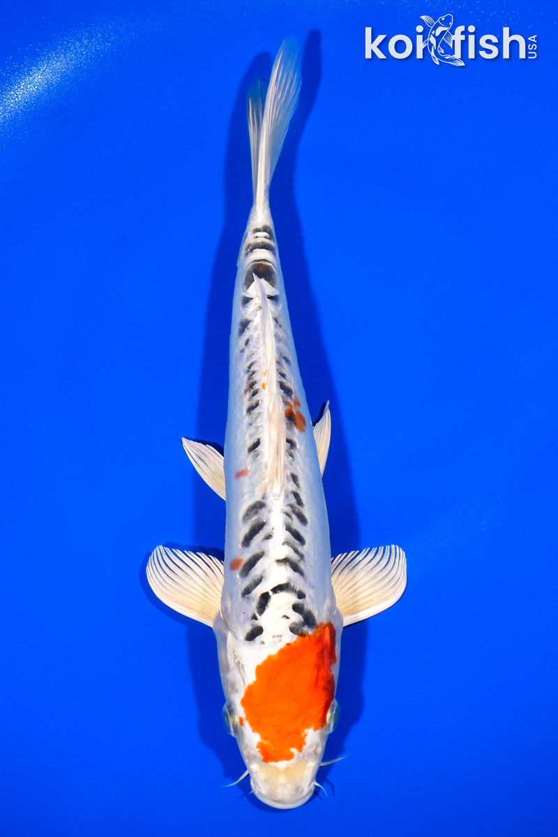 11.5" DOITSU KUJAKU