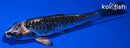 4.25" KIKOKURYU