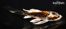 7.25" BENI GINGA BUTTERFLY