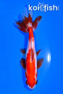 5.25" WAKIN GOLDFISH