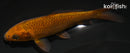 4.5" METALLIC CHAGOI