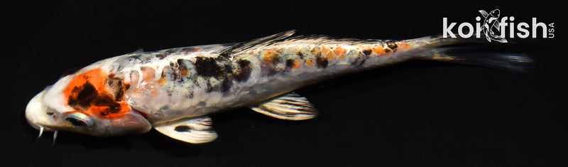 5" ARAGOKE HEISEI NISHIKI