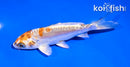5" BENI KIKOKURYU