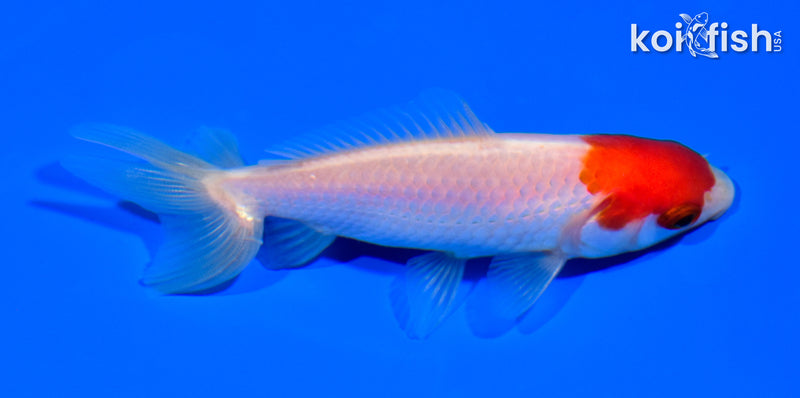 3.75" WAKIN GOLDFISH