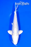 6.25" DOITSU PLATINUM OGON
