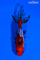 4.5" CALICO WATONAI GOLDFISH
