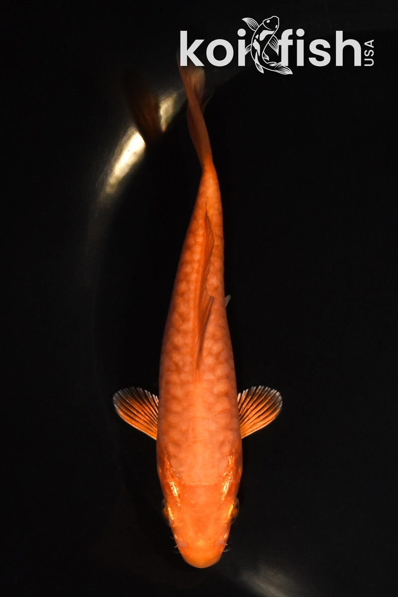 5" DOITSU CHAGOI