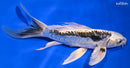 8.25" KIKOKURYU BUTTERFLY