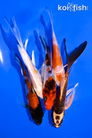 PACK OF (5) 4-5.5" BUTTERFLY KOI