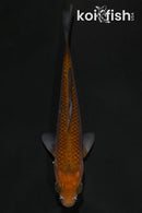 4.5" CHAGOI