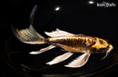 10.25" KIN KIKOKURYU BUTTERFLY