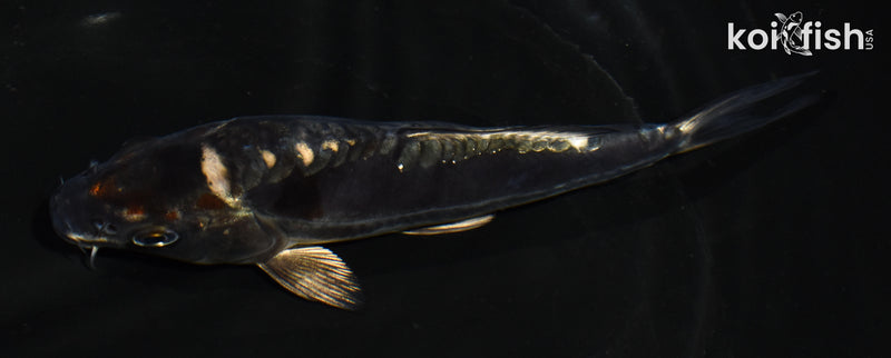 5.5" ARAGOKE BENI KIKOKURYU