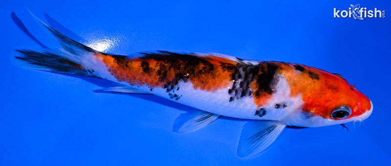 5.5" SANKE