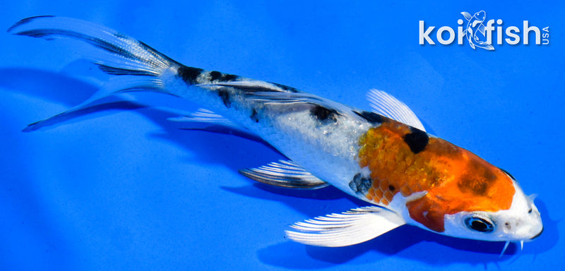 4" YAMATO NISHIKI BUTTERFLY
