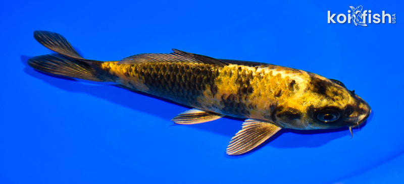 7.25" KIN KI UTSURI