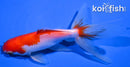 5.75" WATONAI GOLDFISH