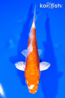 6.5" KIKUSUI