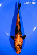 7.75" KIN HI UTSURI