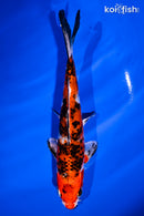 6.5" YAMATO NISHIKI