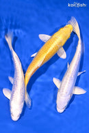 PACK OF (3) 6.5-7" STANDARD KOI