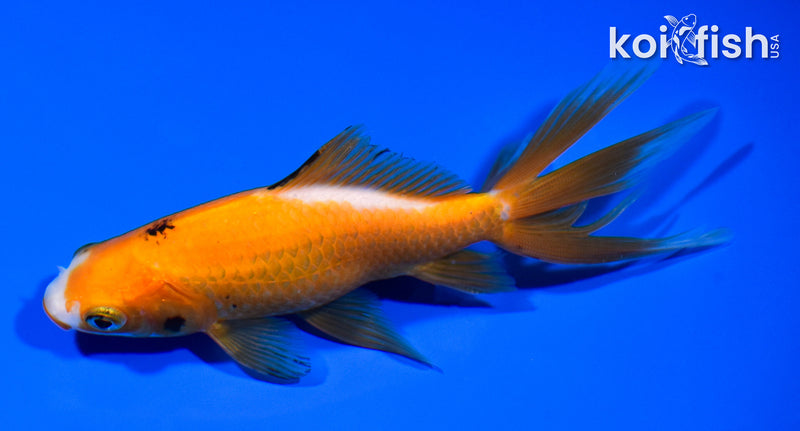 5.25" WAKIN GOLDFISH