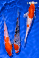 PACK OF (3) 5-6" STANDARD KOI