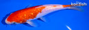 6.25" GINRIN KOHAKU