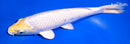 9.5" LEMON HAROIWAKE