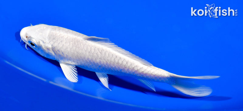 5" PLATINUM OGON