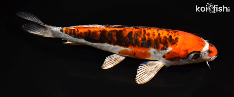 8" BENI KIKOKURYU