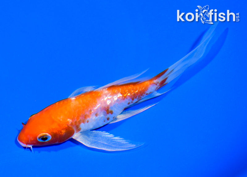 4.75" GINRIN HARIWAKE BUTTERFLY