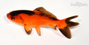 4.5" WAKIN GOLDFISH