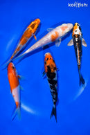 PACK OF (5) 4-4.5" STANDARD KOI