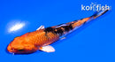 4" YAMATO NISHIKI