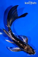 5.75" ARAGOKE KIKOKURYU BUTTERFLY