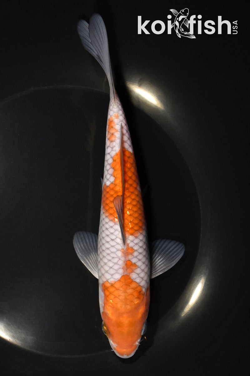 7.5" OCHIBA SHIGURE