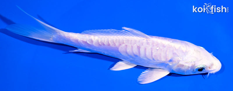 5.5" DOITSU PLATINUM OGON