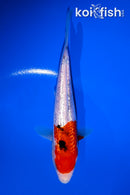 6" GINRIN SANKE