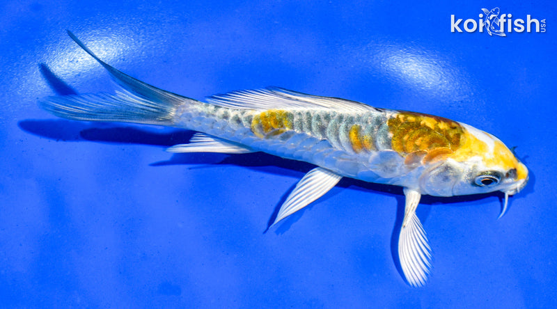 5.5" ARAGOKE KIN KIKOKURYU BUTTERFLY