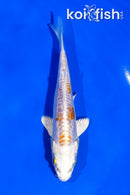 4.5" KIKUSUI